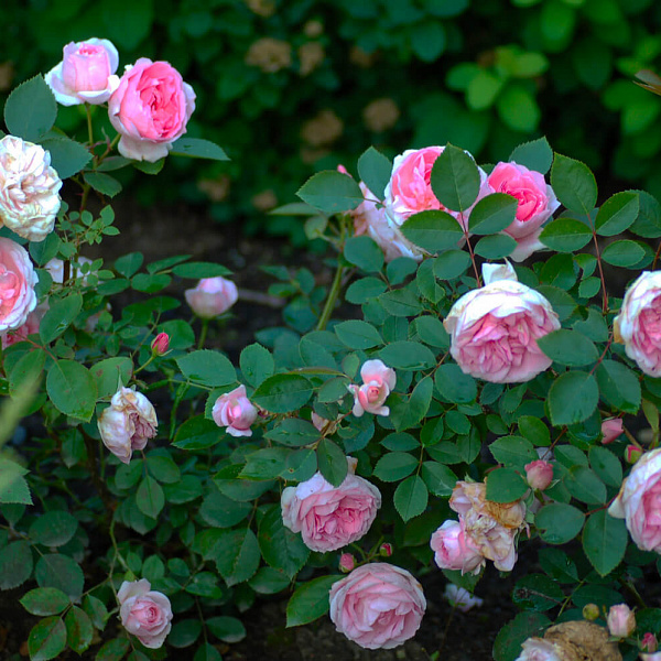 Роза канадская парковая Прайри Даун фото 2 