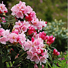 Рододендрон якушиманский Роза Вольке фото 1 