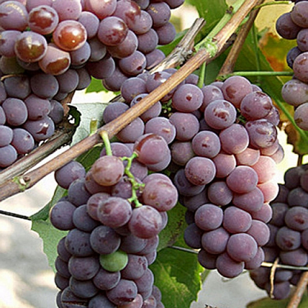 Виноград плодовый Канадис фото 1 