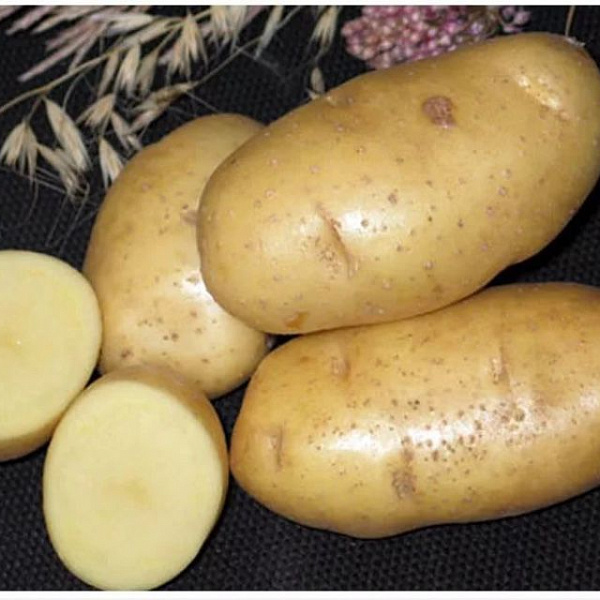 Картофель семенной Импала фото 1 