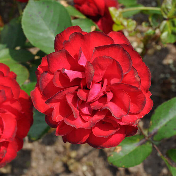 Роза флорибунда Лили Марлен фото 3 