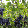 Виноград плодовый Кодрянка фото 2 