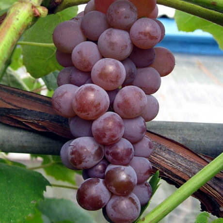 Виноград плодовый Канадис фото Виноград плодовый Канадис 